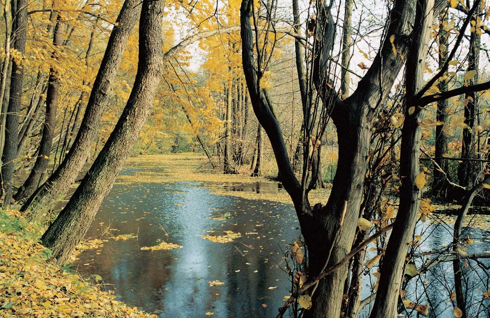 Okres Ústí nad Orlicí Pfiírodní park Orlice Byl zfiízen v roce 996 na území okresû Ústí nad Orlicí, Hradec Králové a Rychnov nad KnûÏnou, podél tokû Divoké i Tiché Orlice, s v jimkou oblasti leïící v