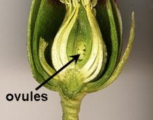 Uvnitř pestíku (v semeníku) vznikají vajíčka, která se po oplození přemění v semena. Dospělé vajíčko má na povrchu dva vaječné obaly (integumenty), které v horní části mají otvor klový (mikropyle).