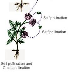 Většina krytosemenných rostlin má oboupohlavné květy, je však jen omezený počet rostlinných druhů, které jsou samosprašné (autogamní), u kterých tedy dochází k opylení pylem z téhož květu.