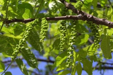 Juglans nigra samičí květy jsou zelené, bez květních obalů. Blizny jsou velké, což usnadňuje zachycení pylu.