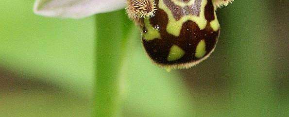 Některé květy využívají k přilákání opylovačů mimikry. Květy některých orchidejí, např.