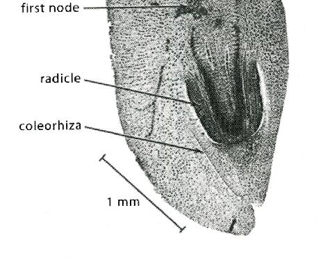 4 3 Děloha (štítek) Základy listů Vrchol prýtu Základ kořene 1 5 Semeno s embryem cibule kuchyňské (Allium cepa) 1 plumula,