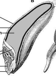 Řeřicha setá, Lepidium sativum Hrách Tabák Nicotiana tabacum Často jsou kombinovány různé způsoby uložení živin, např. v embryu i v endospermu.