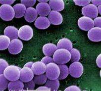 Livestock Disease Intervention = Biosekurita v chovech hospodářských zvířat 40% všech bakterií v chovech drůbeže je rezistentní min. k 1 antibiotiku. 59% všech testovaných Campylobacter spp.