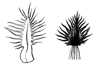 6. Centaurea subjacea 6.1 Úvod Taxon Centaurea subjacea (BECK) HAYEK je obvykle zařazován do skupiny Centaurea jacea agg., podobně jako C. macroptilon a C. oxylepis (viz kapitolu 5.1).