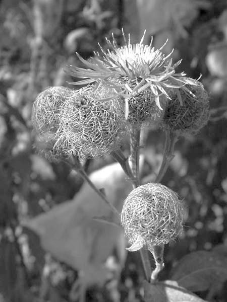 7. Centaurea phrygia agg. 7.1 Úvod Okruh chrp parukářek (Centaurea phrygia agg.) je ve střední Evropě v rámci sekce Jacea druhově nejbohatší a také asi nejkomplikovanější.