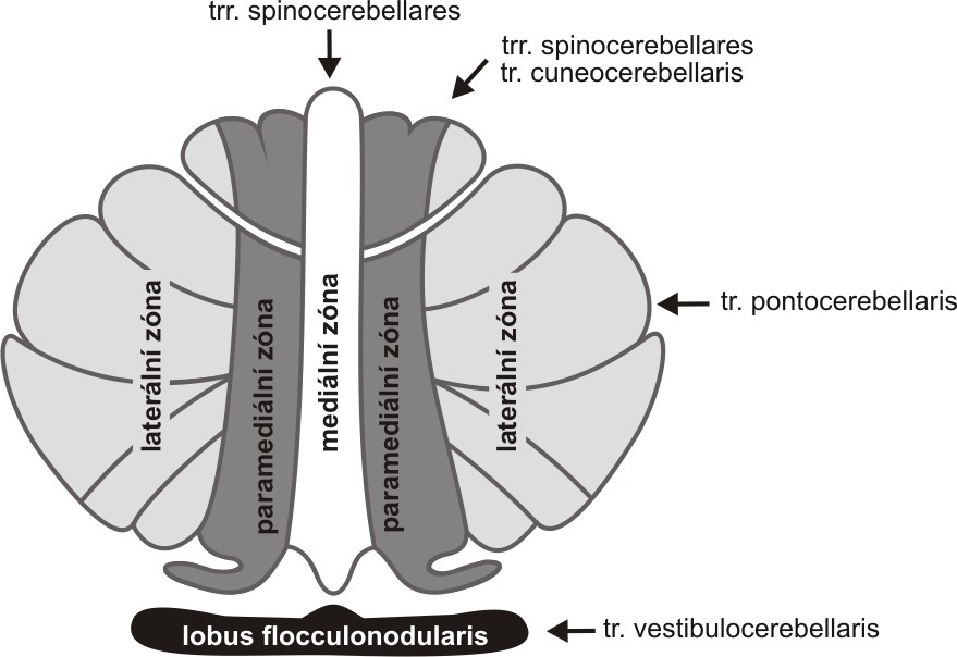 Obr. XX. Členění mozečku na základě aferentace. ZÁKLADNÍ SPOJE VESTIBULÁRNÍHO MOZEČKU Aferentní informace pro vestibulární mozeček jdou přímo z cristae ampullares, macula utriculi a sacculi cestou n.