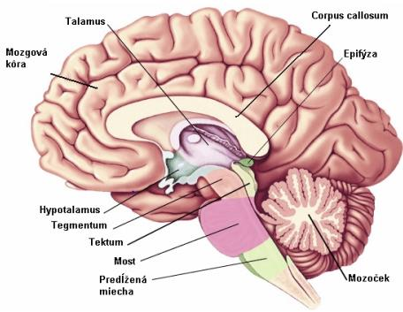 Mozoček koordinácia pohybov, teda aj svalov artikulácie Talamus lôžko, prepájajú sa neuróny zmyslových dráh (citlivosť, sluch, zrak) brána vedomia Nižšia a vyššia nervová činnosť 1.