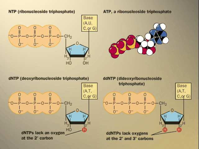 Vzorce NTP, dntp a ddntp Rozdělení organismů podle zdrojů získávání: Uhlíku Energie Autotrofní: jako zdroj uhlíku využívají výhradně CO2.