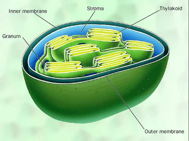 e) Lysosomy - Membránové organely - Lysosomy obsahují různé trávící enzymy (včetně proteáz), které se účastní odbourávání nepotřebných nebo poškozených buněčných struktur.