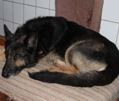 Nalezený pes Dne 28.12.2015 byl v obci Zaječí policií odchycen a převezen do útulku v Bulharech německý ovčák, stáří asi 5 let.