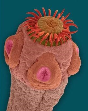 Cestoda (tasemnice) parazité střev obratlovců, chybí TS příjem potravy povrchem těla tělo členěno: scolex (hlavička) s