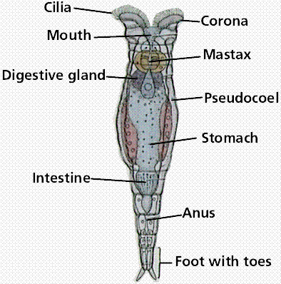 Rotifera Fylogeneze a diverzita bezobratlých 4. cvičení J.