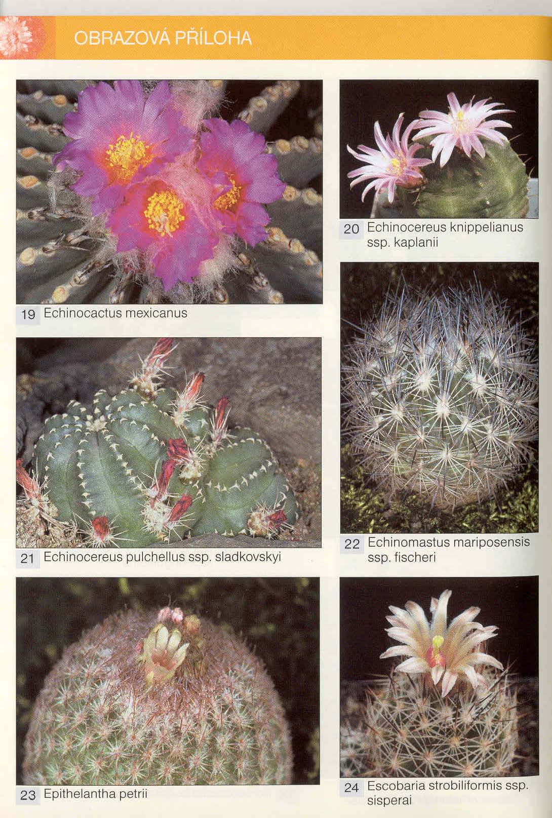 20 Echinocereus knippelianus ssp. kaplani i 19 Echinocactus mexicanus 21 Echinocereus pulche llus ssp.