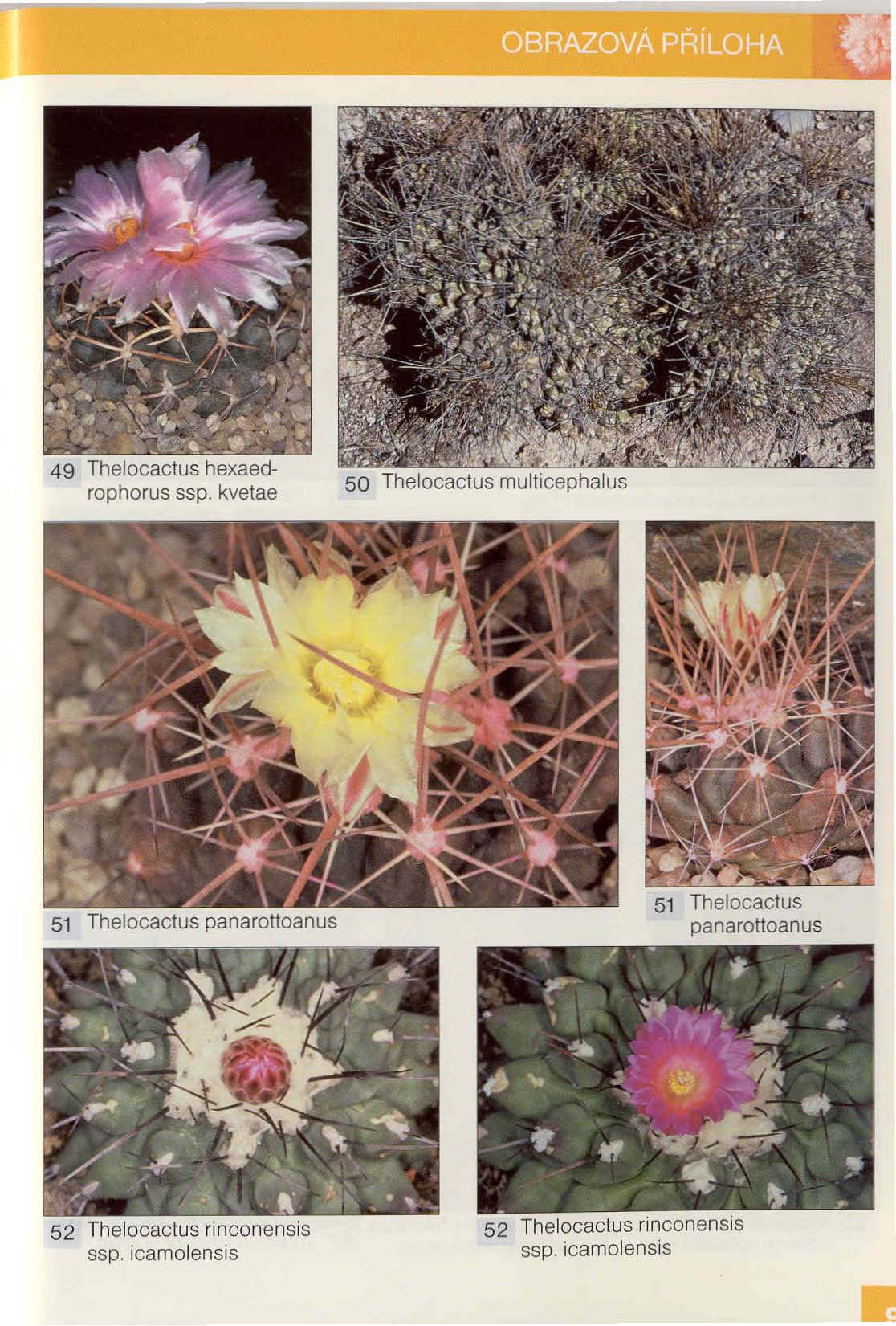 49 Thelocactus hexaedrophorus ssp.