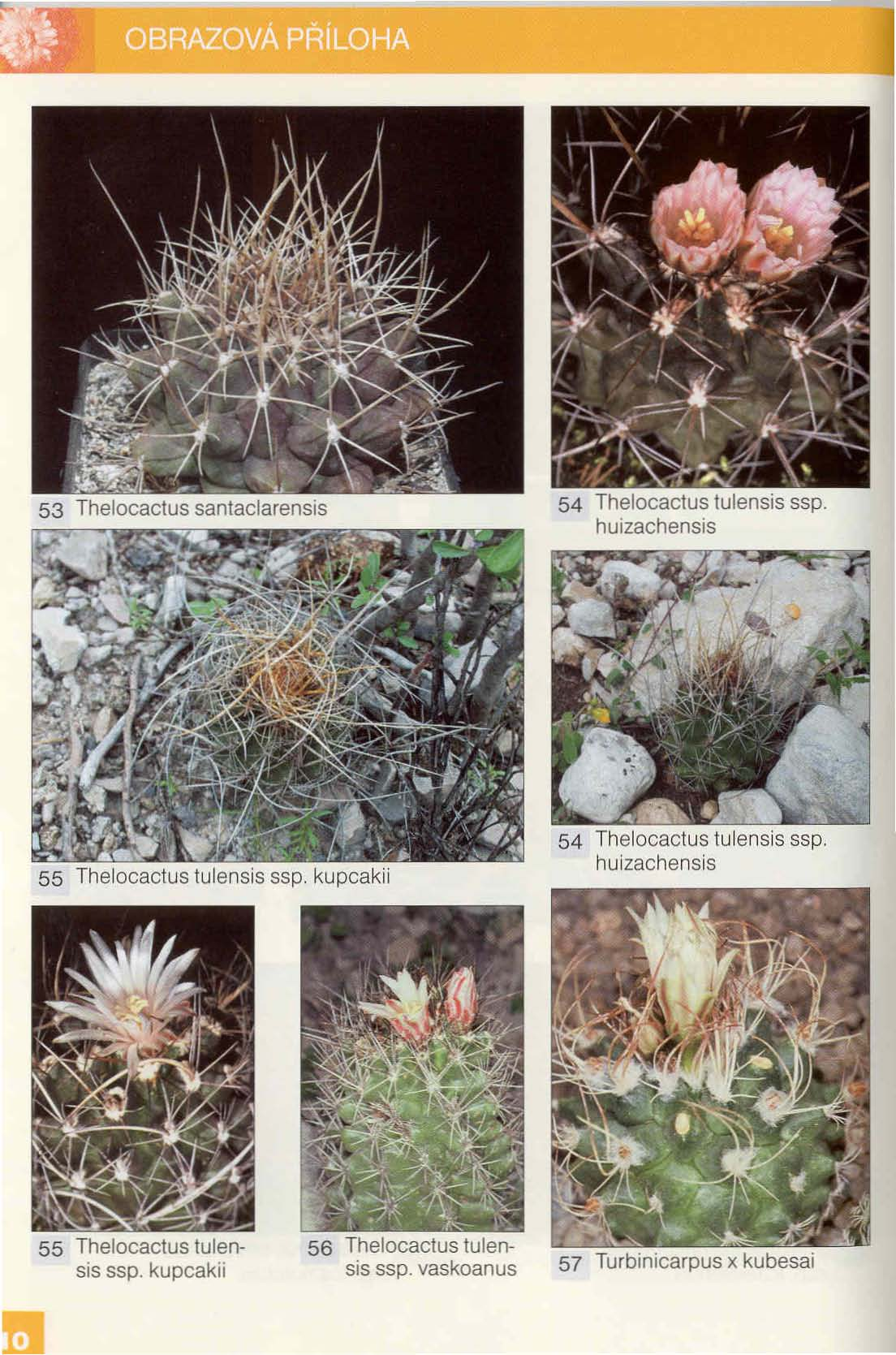 54 Thelocactus tulensis ssp. huizachensis 55 Thelocactus tulensis ssp. kupcakii 54 Thelocactus tulensis ssp.