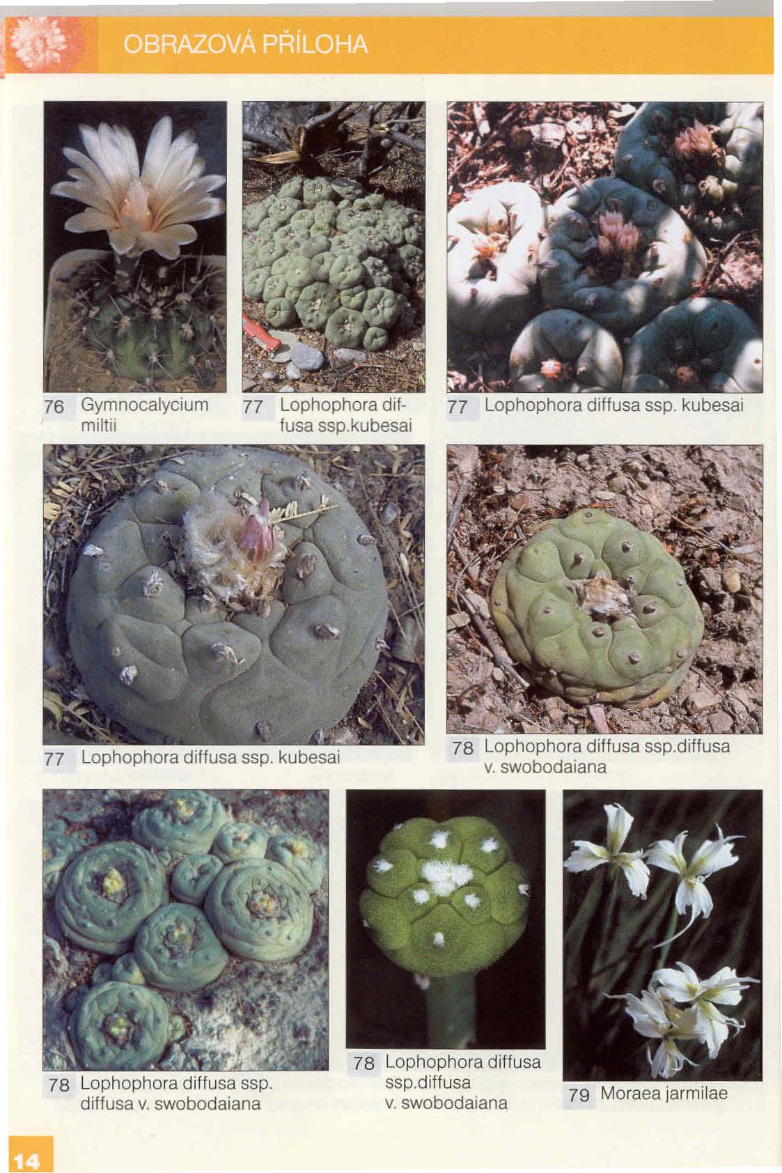 P.ŘíLOHA - -.' '.. ~.' 'Jr._ ~ -=-.. _ Ai "". 76 Gymnocalycium rniltii 77 Lophophora diř lusa ssp.kubesai 77 Lophophora diffusa ssp. kubesai 77 Lophophora diffusa ssp.