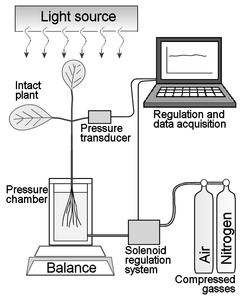 Jak měříme hydraulický odpor celé rostliny?