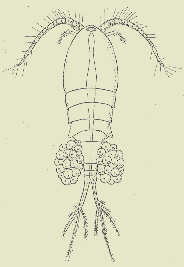 SYSTEMATICKÝ PŘEHLED OBVYKLÝCH ZÁSTUPCŮ TÉTO ČÁSTI ŘEKY MORAVY 8 N e m a t o d a Nematoda sp.div. (hlístice) O l i g o c h a e t a Chaetogaster sp. (máloštětinatý červ) Limnodrilus sp.