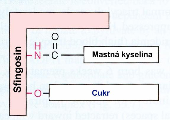 3b. Glykolipidy vnější část membrán, receptory (hormony, toxin cholery), mezibuněčná