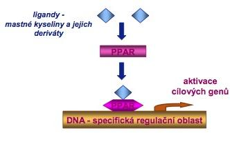 Regulace β-oxidace 1.