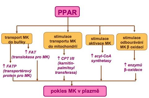 Úloha PPAR http://che1.lf1.