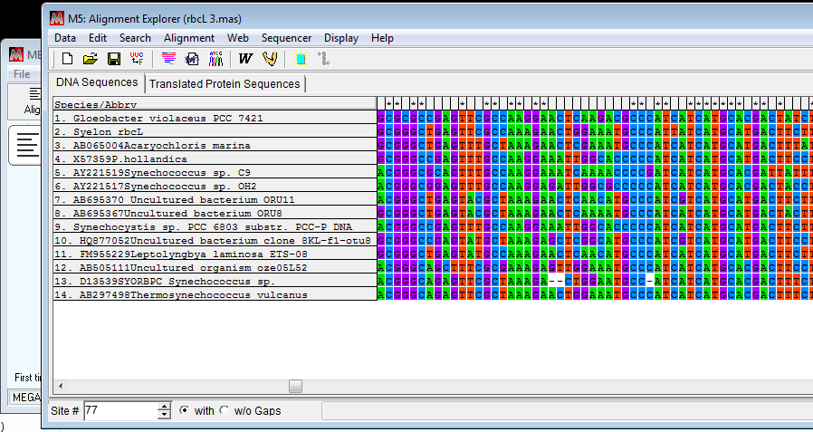 Multiple Sequence alignment- uspořádání do sloupců Přesný výpočet vzdálenosti mezi dvojicemi tax.jednotek vyžaduje nejprve vhodné zarovnání porovnávaných DNA sekvencí tzv.