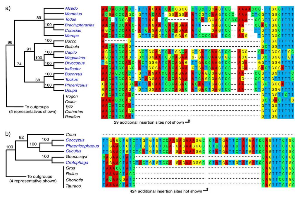 Multiple Sequence alignment algoritmy Progressive alignment construction ClustalW Fylogenetický strom pro přesnější vyhledání podobných sekvencí Iterative method Muscle