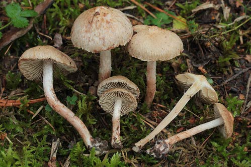 Lysohlávka zářivá - Leratiomyces laetissimus Spořilov - 26.9.2012 - foto J. Borovička Čirůvka oranžová - Tricholoma aurantium Pavučinec žlutolupenný - Cortinarius xanthophyllus Chuchelský háj - 17.10.