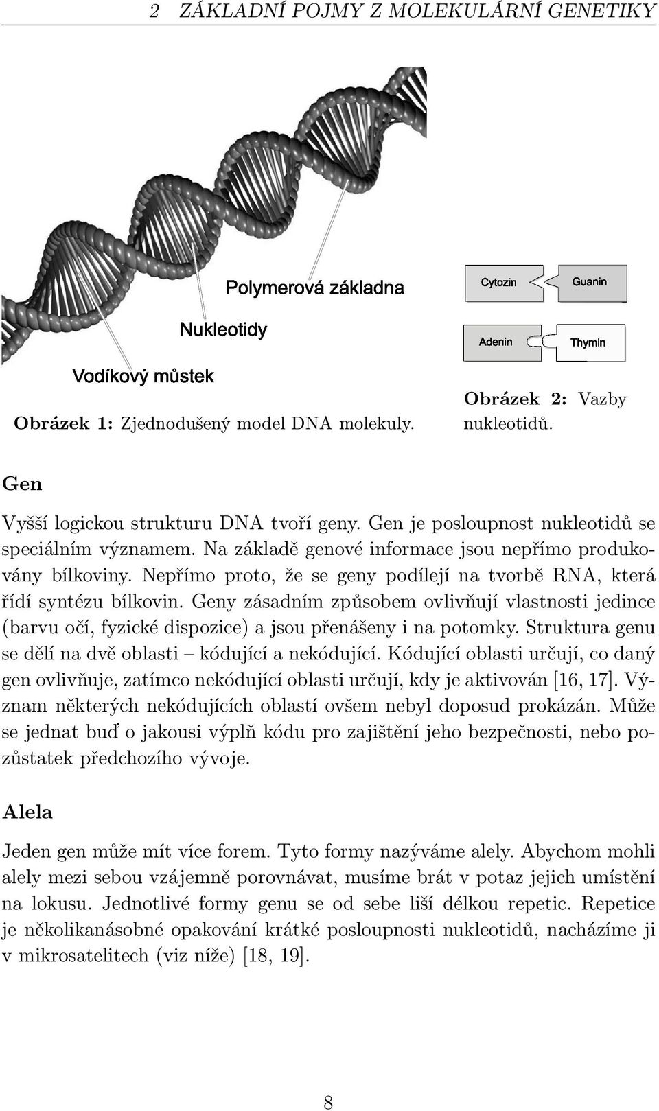 Geny zásadním způsobem ovlivňují vlastnosti jedince (barvu očí, fyzické dispozice) a jsou přenášeny i na potomky. Struktura genu se dělí na dvě oblasti kódující a nekódující.