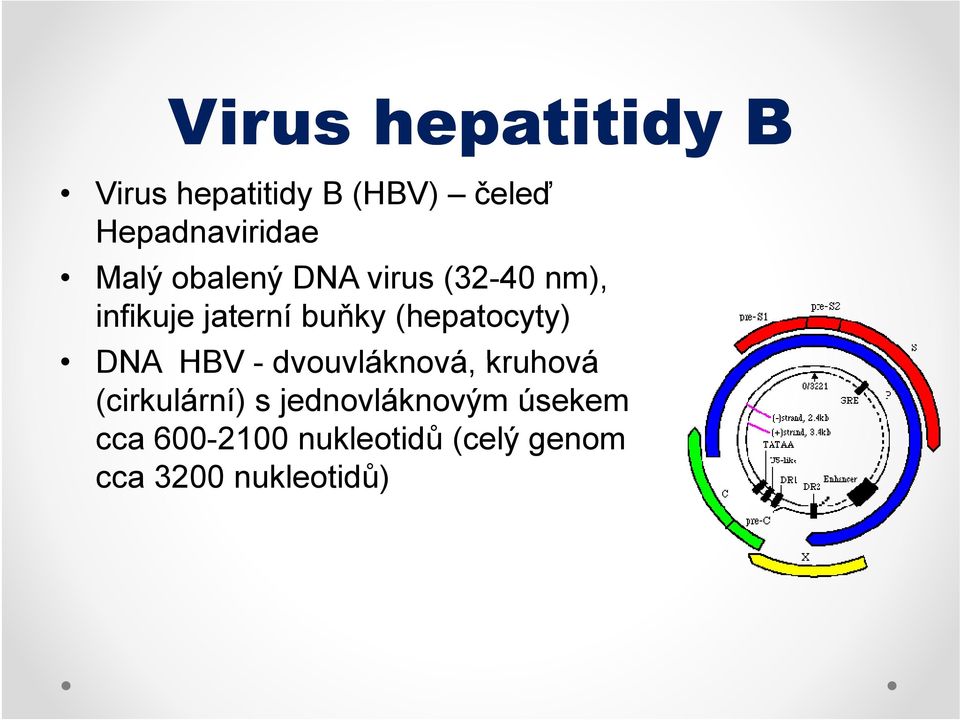 (hepatocyty) DNA HBV - dvouvláknová, kruhová (cirkulární) s