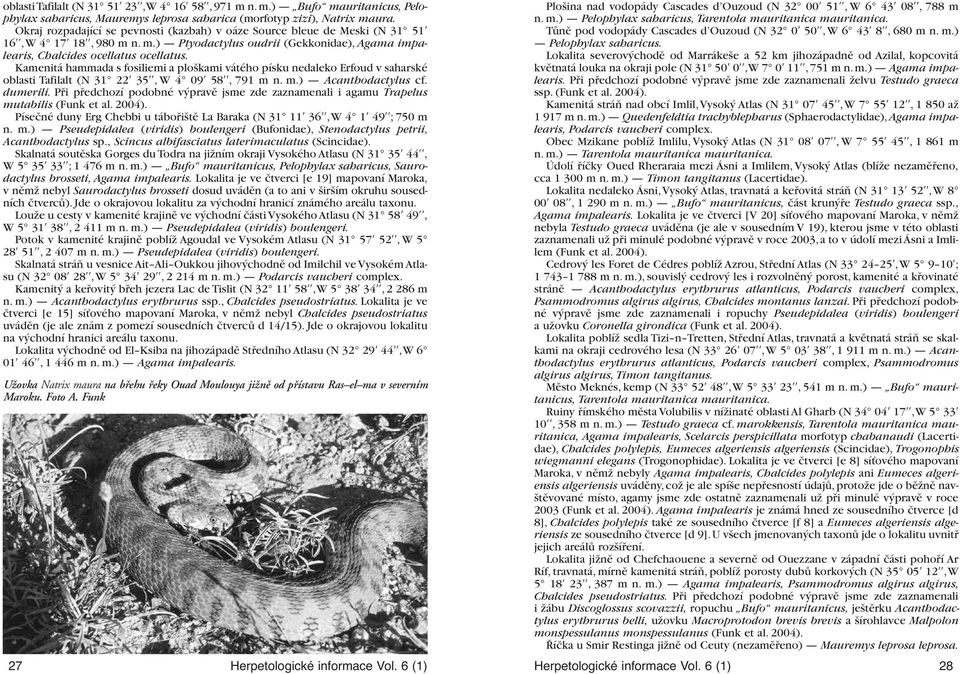 Kamenitá hammada s fosiliemi a ploškami vátého písku nedaleko Erfoud v saharské oblasti Tafilalt (N 31 22 35, W 4 09 58, 791 m n. m.) Acanthodactylus cf. dumerili.