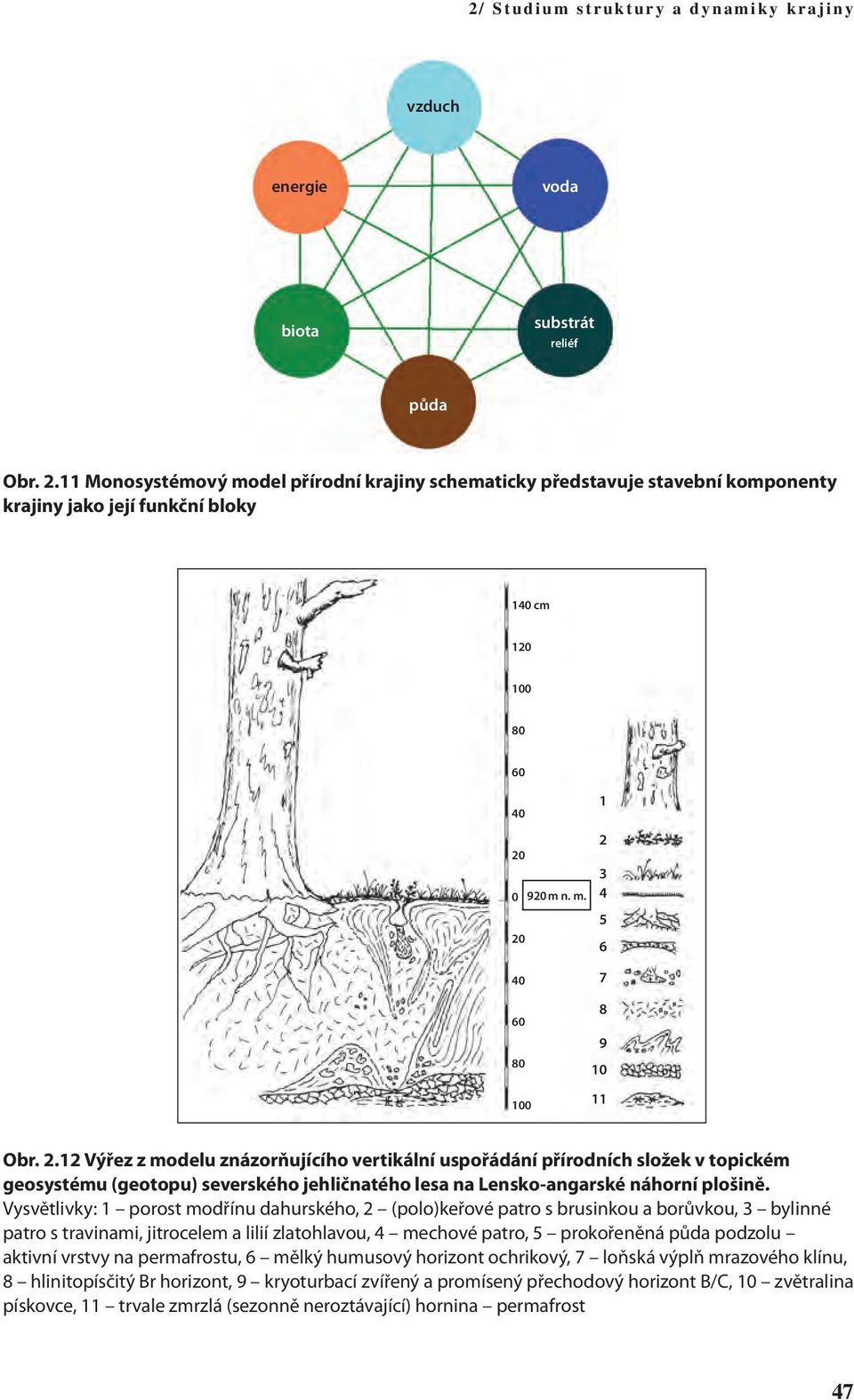 2.12 Výřez z modelu znázorňujícího vertikální uspořádání přírodních složek v topickém geosystému (geotopu) severského jehličnatého lesa na Lensko-angarské náhorní plošině.