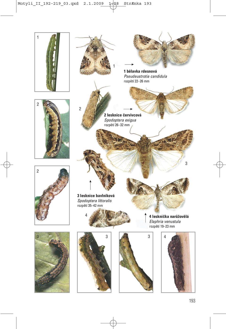 rozpětí 6 mm lesknice červivcová Spodoptera exigua rozpětí 6 mm