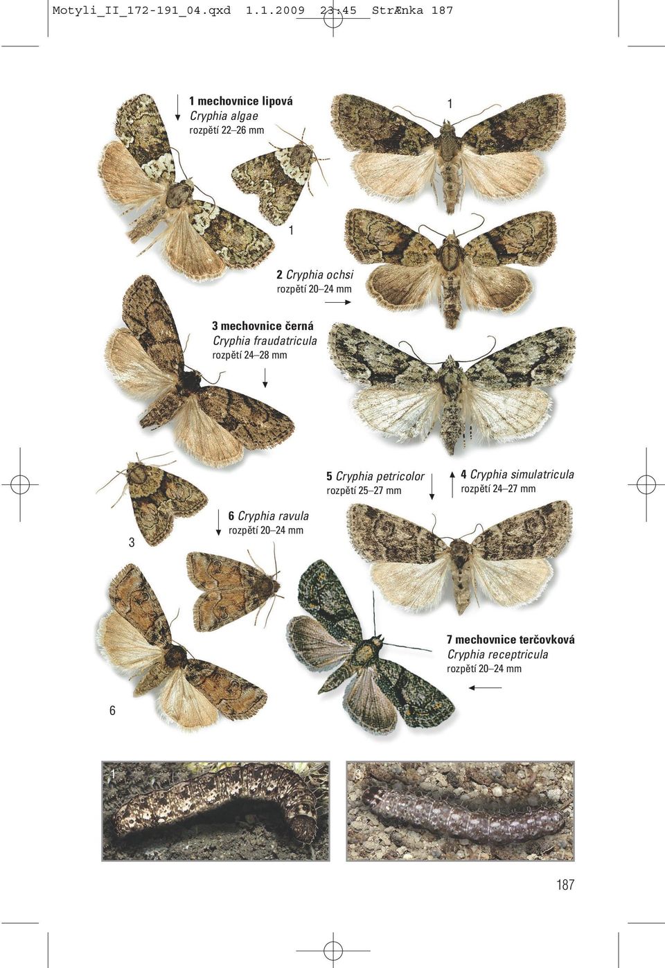 rozpětí 0 4 mm mechovnice černá Cryphia fraudatricula rozpětí 4 8 mm 5 Cryphia