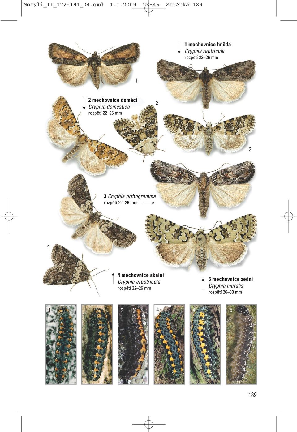 mechovnice domácí Cryphia domestica rozpětí 6 mm Cryphia orthogramma