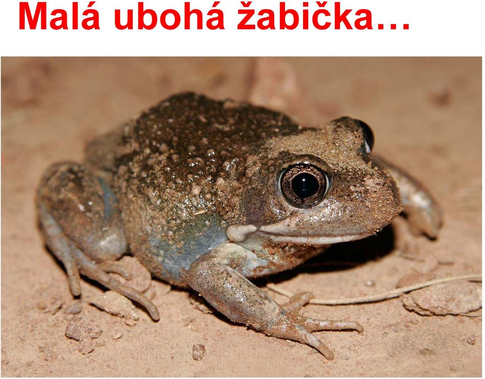 žabička