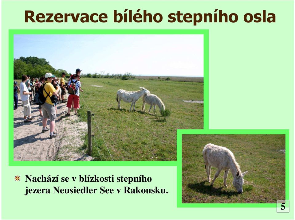 v blízkosti stepního