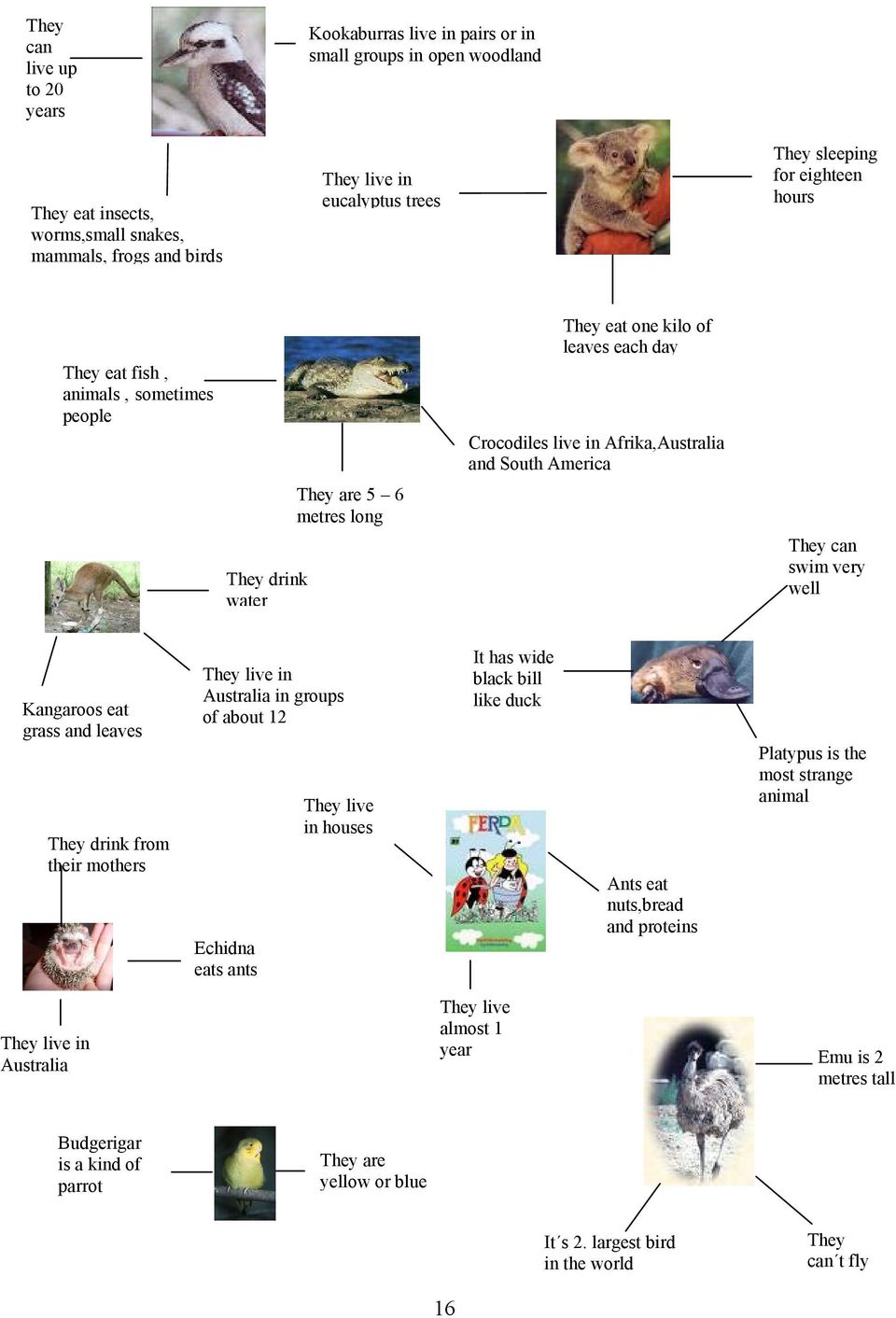 can swim very well Kangaroos eat grass and leaves They drink from their mothers They live in Australia in groups of about 12 Echidna eats ants They live in houses It has wide black bill like duck