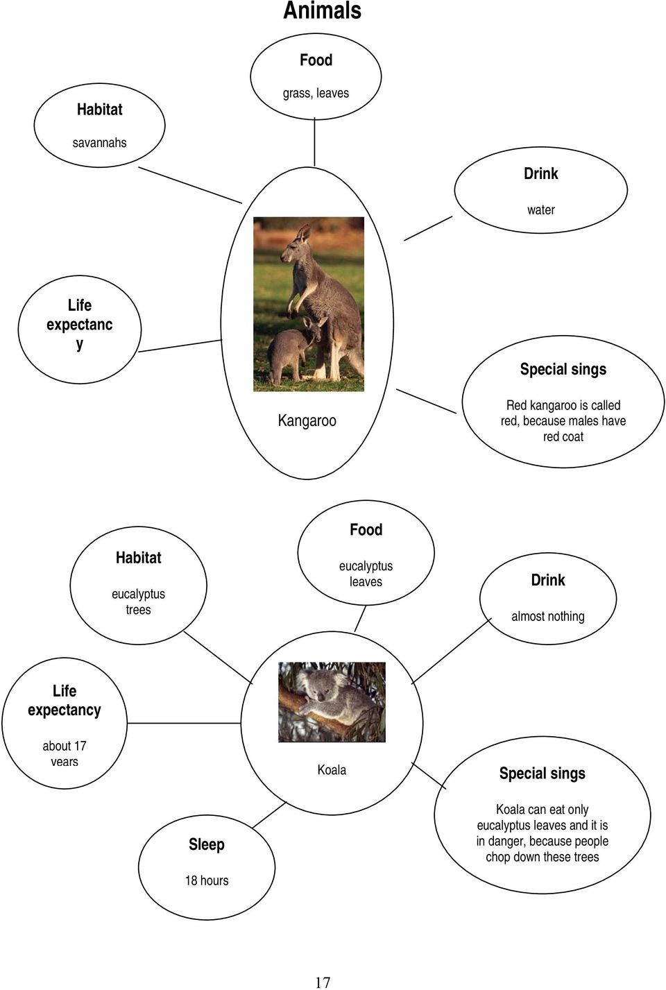 leaves Drink almost nothing Life expectancy about 17 years Koala Special sings Sleep 18 hours