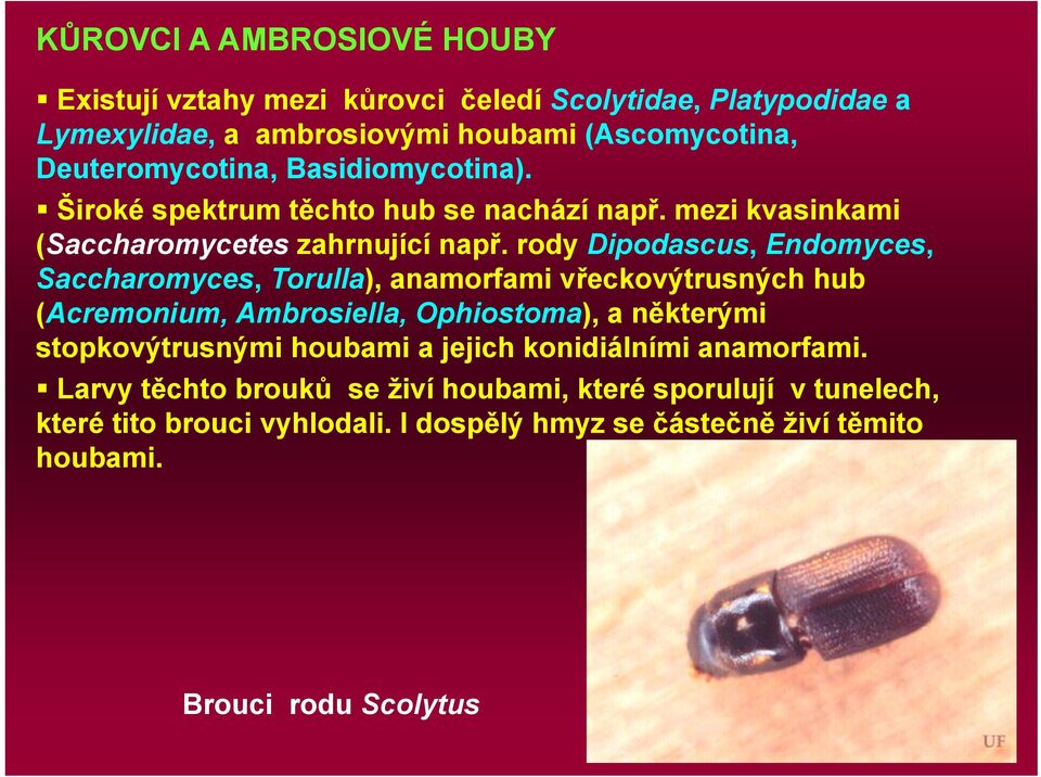 rody Dipodascus, Endomyces, Saccharomyces, Torulla), anamorfami vřeckovýtrusných hub (Acremonium, Ambrosiella, Ophiostoma), a některými stopkovýtrusnými