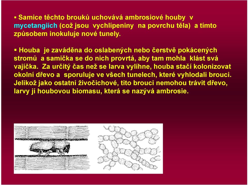 Houba je zaváděna do oslabených nebo čerstvě pokácených stromů a samička se do nich provrtá, aby tam mohla klást svá vajíčka.