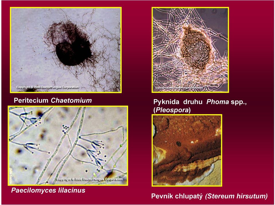 , (Pleospora) Paecilomyces