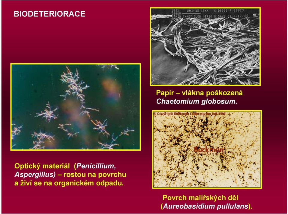 Optický materiál (Penicillium, Aspergillus) rostou