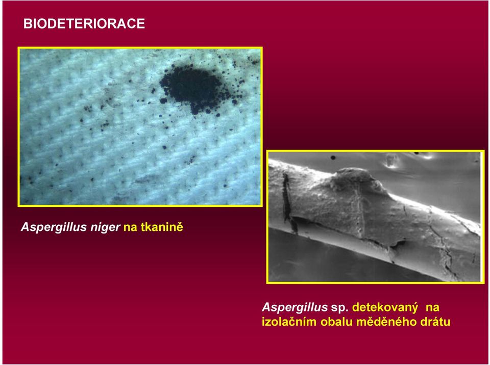 tkanině Aspergillus sp.