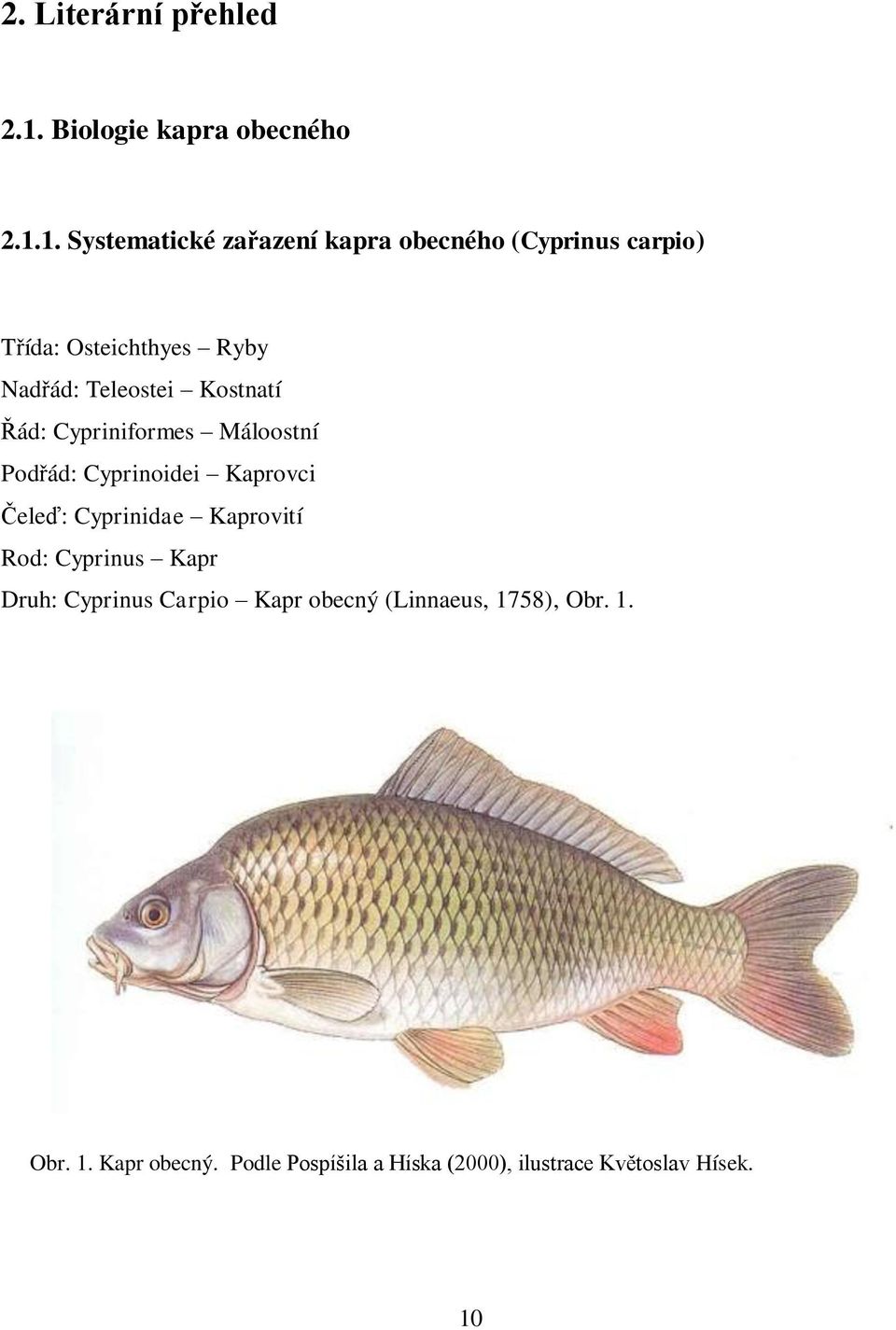 1. Systematické zařazení kapra obecného (Cyprinus carpio) Třída: Osteichthyes Ryby Nadřád: Teleostei