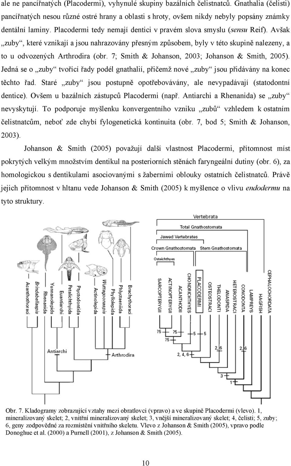 7; Smith & Johanson, 2003; Johanson & Smith, 2005). Jedná se o zuby tvořící řady podél gnathalií, přičemž nové zuby jsou přidávány na konec těchto řad.