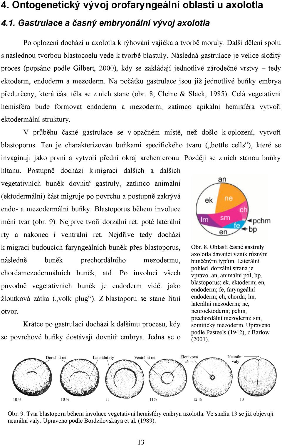 Následná gastrulace je velice složitý proces (popsáno podle Gilbert, 2000), kdy se zakládají jednotlivé zárodečné vrstvy tedy ektoderm, endoderm a mezoderm.