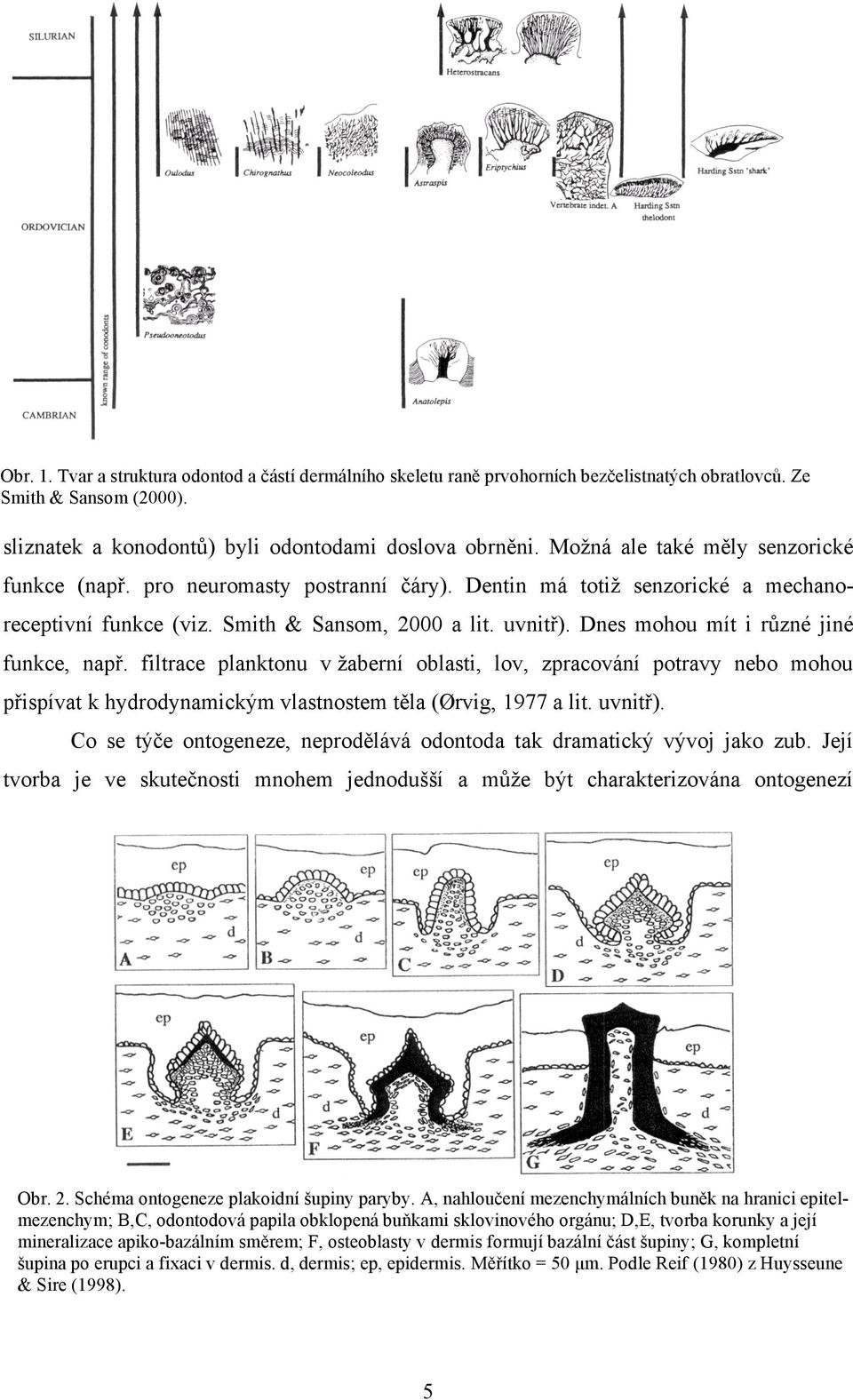 Dnes mohou mít i různé jiné funkce, např. filtrace planktonu v žaberní oblasti, lov, zpracování potravy nebo mohou přispívat k hydrodynamickým vlastnostem těla (Ørvig, 1977 a lit. uvnitř).