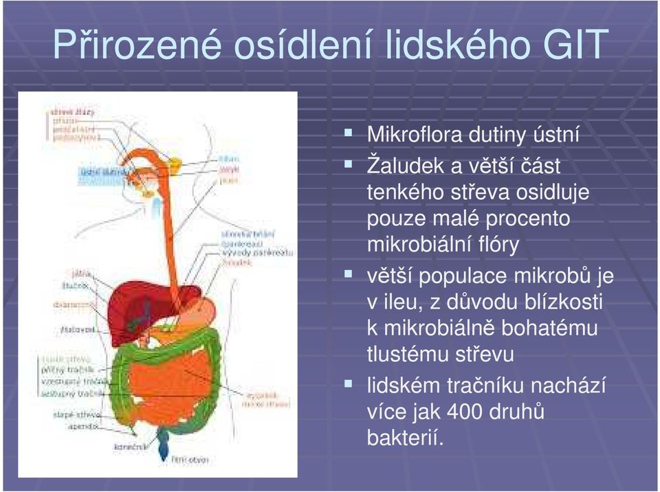 flóry větší populace mikrobů je v ileu, z důvodu blízkosti k